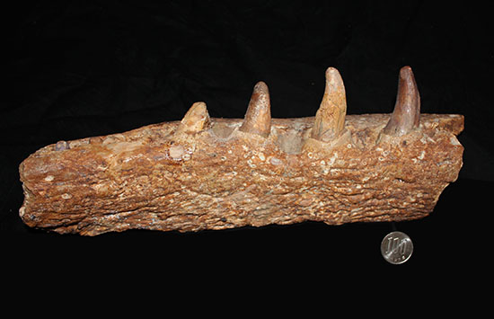 博物館級ではなく、正真正銘の博物館アイテム。スーパーレア！史上最強の陸上生物の一つ、史上最大級のワニこと、サルコスクス（Sarcosuchus imperator）の顎付き歯化石（その16）