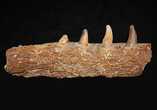 博物館級ではなく、正真正銘の博物館アイテム。スーパーレア！史上最強の陸上生物の一つ、史上最大級のワニこと、サルコスクス（Sarcosuchus imperator）の顎付き歯化石（その2）