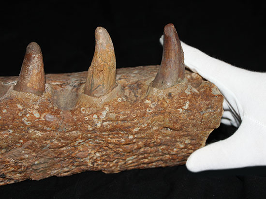 博物館級ではなく、正真正銘の博物館アイテム。スーパーレア！史上最強の陸上生物の一つ、史上最大級のワニこと、サルコスクス（Sarcosuchus imperator）の顎付き歯化石（その3）
