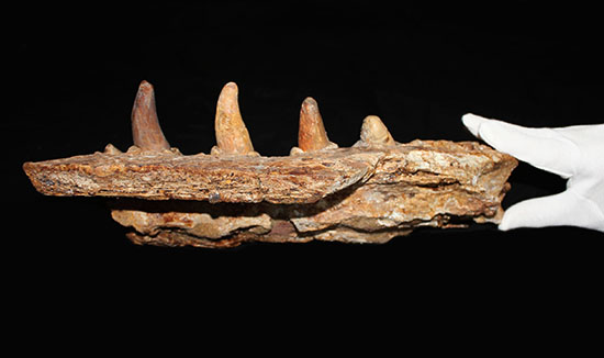 博物館級ではなく、正真正銘の博物館アイテム。スーパーレア！史上最強の陸上生物の一つ、史上最大級のワニこと、サルコスクス（Sarcosuchus imperator）の顎付き歯化石（その4）