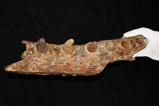 博物館級ではなく、正真正銘の博物館アイテム。スーパーレア！史上最強の陸上生物の一つ、史上最大級のワニこと、サルコスクス（Sarcosuchus imperator）の顎付き歯化石（その5）