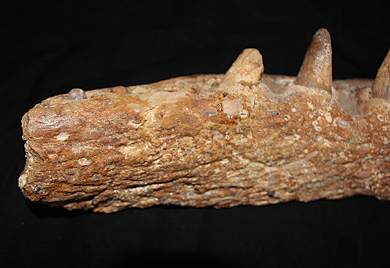 博物館級ではなく、正真正銘の博物館アイテム。スーパーレア！史上最強の陸上生物の一つ、史上最大級のワニこと、サルコスクス（Sarcosuchus imperator）の顎付き歯化石（その6）