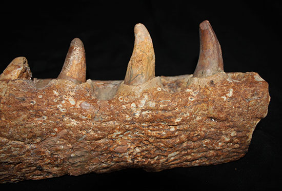博物館級ではなく、正真正銘の博物館アイテム。スーパーレア！史上最強の陸上生物の一つ、史上最大級のワニこと、サルコスクス（Sarcosuchus imperator）の顎付き歯化石（その7）