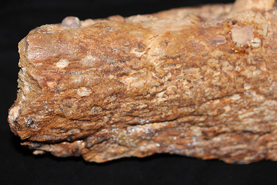 博物館級ではなく、正真正銘の博物館アイテム。スーパーレア！史上最強の陸上生物の一つ、史上最大級のワニこと、サルコスクス（Sarcosuchus imperator）の顎付き歯化石（その8）