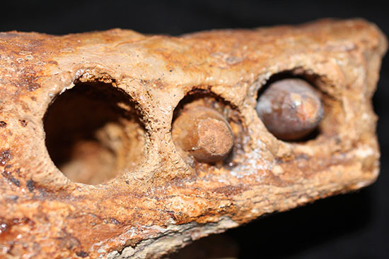 博物館級ではなく、正真正銘の博物館アイテム。スーパーレア！史上最強の陸上生物の一つ、史上最大級のワニこと、サルコスクス（Sarcosuchus imperator）の顎付き歯化石（その9）