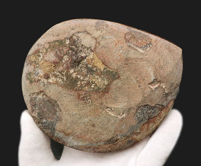 最大部１１８ミリ！ジグザグの縫合線模様が特徴的！カラフルな色合いで見るものを楽しませるゴニアタイト（Goniatite）の大判化石（その3）