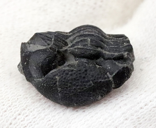 パックマン!米国ニューヨーク州のデボン紀の地層から採集されたファコプス目の三葉虫、エルドレドゲオプス・ラナ(Eldredgeops rana)の化石。防御姿勢を取っています(その1)