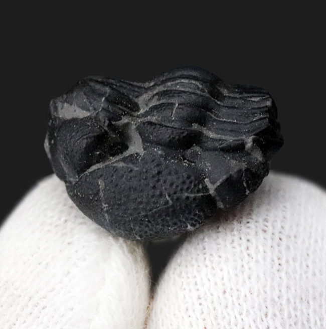 パックマン!米国ニューヨーク州のデボン紀の地層から採集されたファコプス目の三葉虫、エルドレドゲオプス・ラナ(Eldredgeops rana)の化石。防御姿勢を取っています(その2)