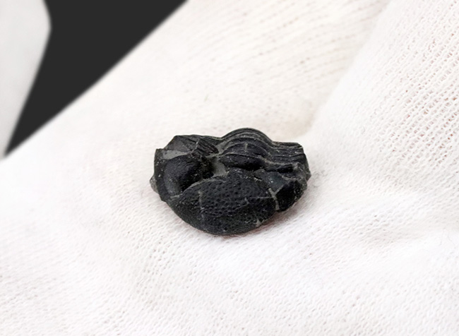 パックマン!米国ニューヨーク州のデボン紀の地層から採集されたファコプス目の三葉虫、エルドレドゲオプス・ラナ(Eldredgeops rana)の化石。防御姿勢を取っています(その5)