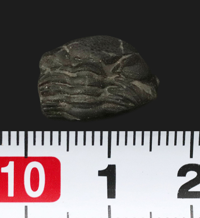 パックマン!米国ニューヨーク州のデボン紀の地層から採集されたファコプス目の三葉虫、エルドレドゲオプス・ラナ(Eldredgeops rana)の化石。防御姿勢を取っています(その6)