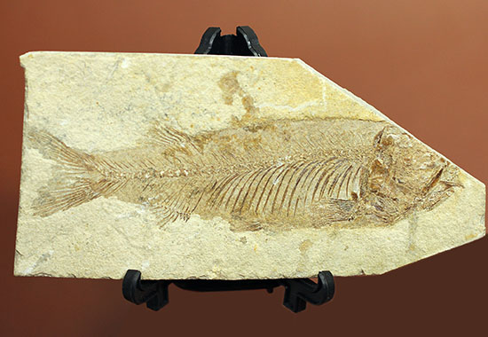 中国遼寧省産、絶滅淡水魚化石。（その1）