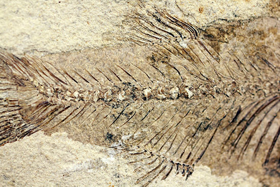 化石 中国 魚の化石 額装魚の化石（Lophocephalus）中国産魚の化石は、約4千万年前に