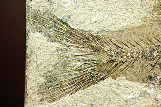 中国遼寧省産、絶滅淡水魚化石。（その5）