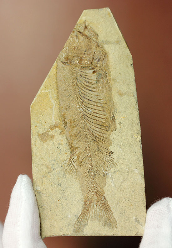 中国遼寧省産、絶滅淡水魚化石。（その8）