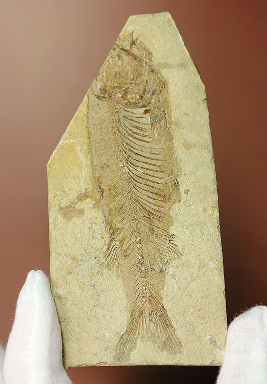 中国遼寧省産、絶滅淡水魚化石。(その8)