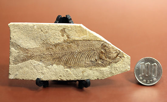 中国遼寧省産、絶滅淡水魚化石。（その9）
