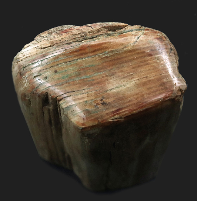 原型をとどめた面白い標本、北海道産の珪化木(Petrified wood)(その2)