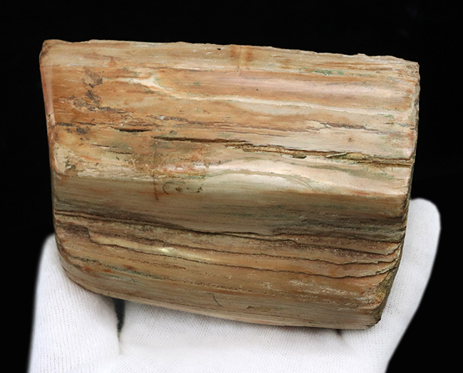 原型をとどめた面白い標本、北海道産の珪化木（Petrified wood）（その3）