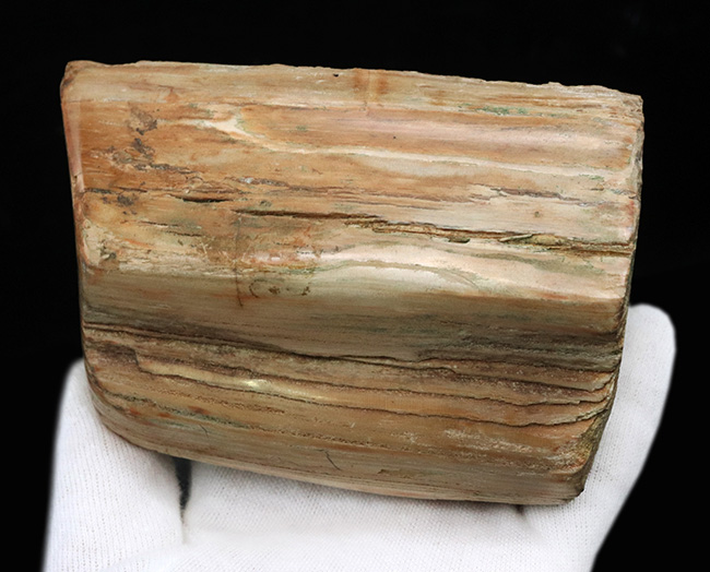 原型をとどめた面白い標本、北海道産の珪化木(Petrified wood)(その3)
