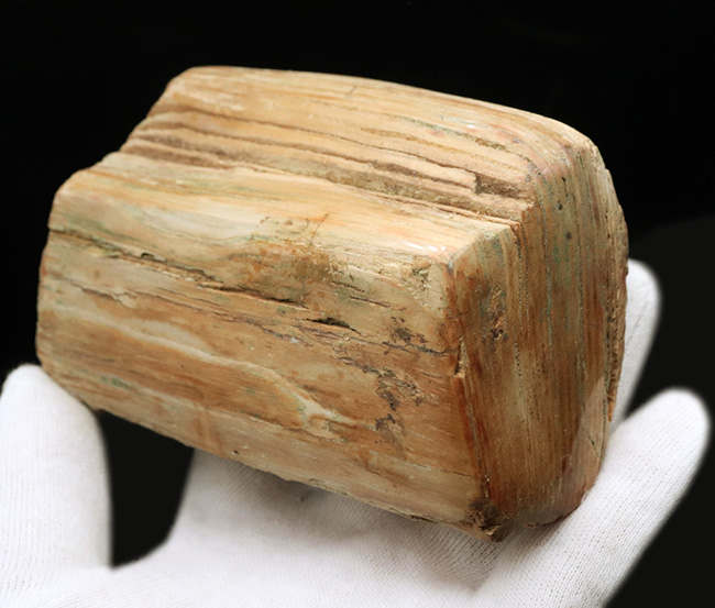 原型をとどめた面白い標本、北海道産の珪化木(Petrified wood)(その4)
