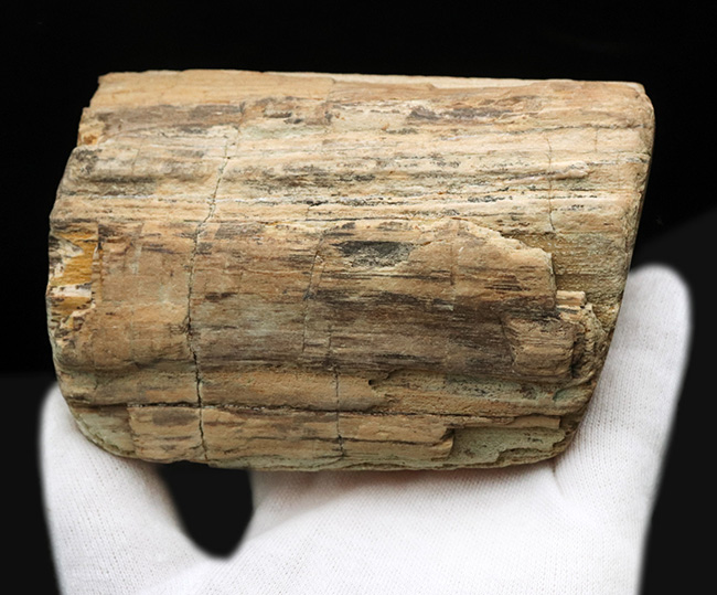 原型をとどめた面白い標本、北海道産の珪化木（Petrified wood）（その5）