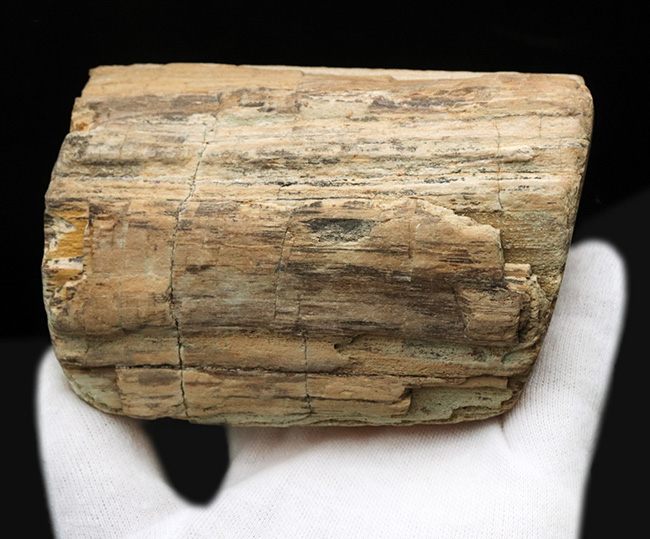 原型をとどめた面白い標本、北海道産の珪化木(Petrified wood)(その5)