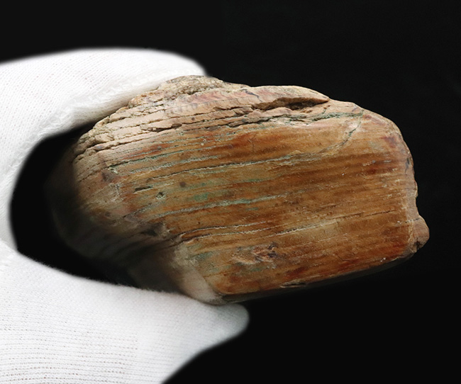 原型をとどめた面白い標本、北海道産の珪化木(Petrified wood)(その6)