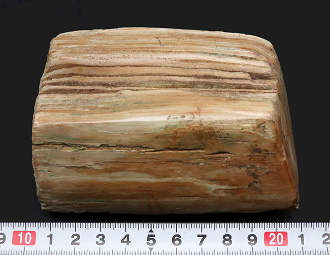 原型をとどめた面白い標本、北海道産の珪化木(Petrified wood)(その7)