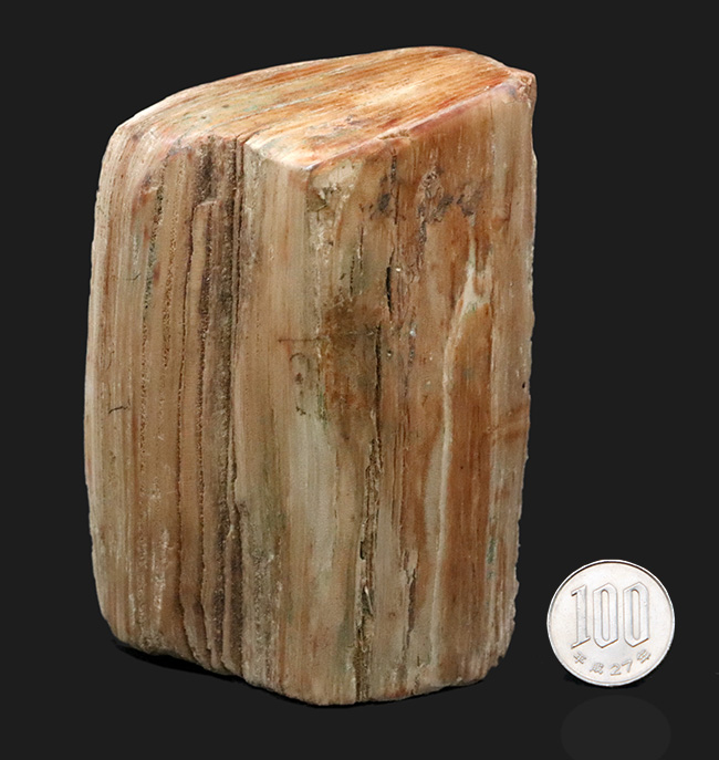 原型をとどめた面白い標本、北海道産の珪化木(Petrified wood)(その8)