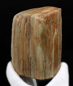 原型をとどめた面白い標本、北海道産の珪化木（Petrified wood）