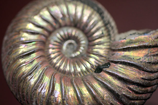 特大　直径約30センチ　アンモナイト化石 大きめ クリーム色 特大 直径約30センチ アンモナイト化石 大きめ クリーム色 812unQULNLL