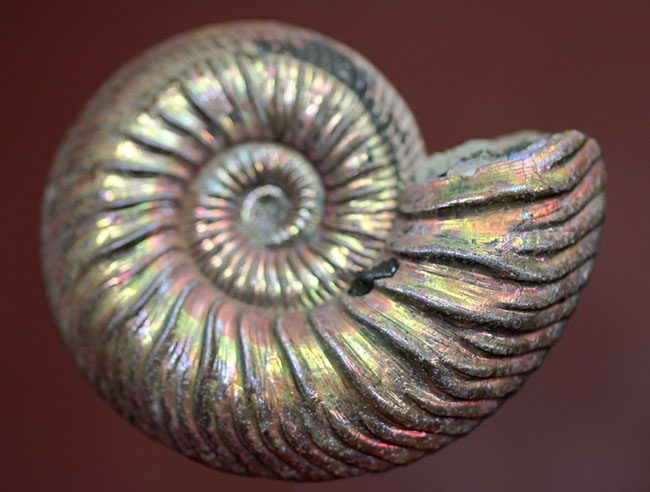 アンモナイト [AM356] クエンステッドトセラス アンモナイト [AM356] クエンステッドトセラス クエンスッテッドセラス