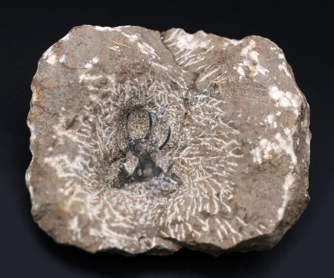 奇々怪々のフォルムで知られるモロッコ産の三葉虫、セラタルゲス（Ceratarges）の化石（その1）