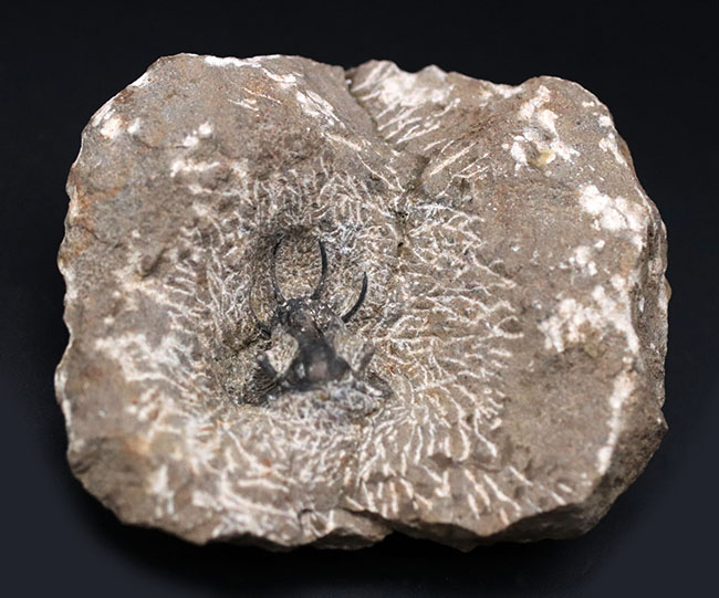 奇々怪々のフォルムで知られるモロッコ産の三葉虫、セラタルゲス(Ceratarges)の化石(その1)