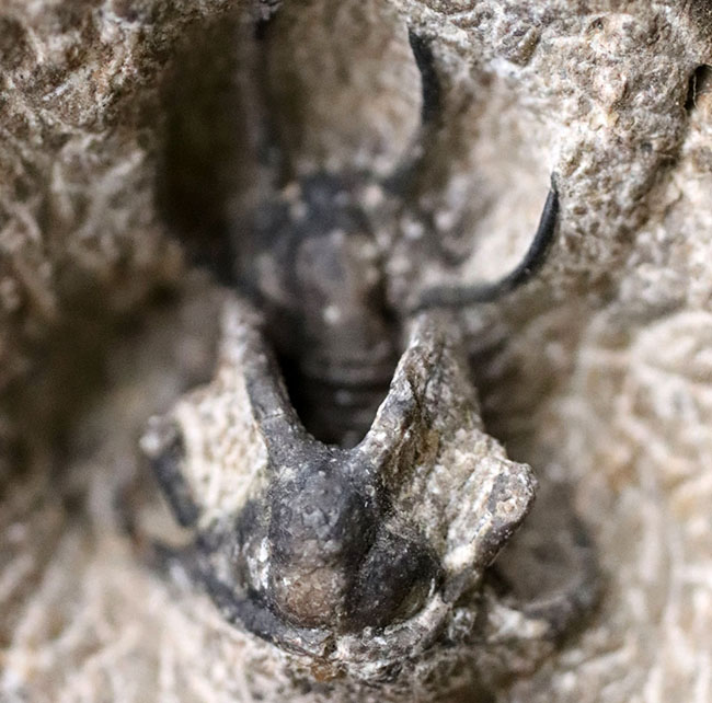 奇々怪々のフォルムで知られるモロッコ産の三葉虫、セラタルゲス（Ceratarges）の化石（その2）