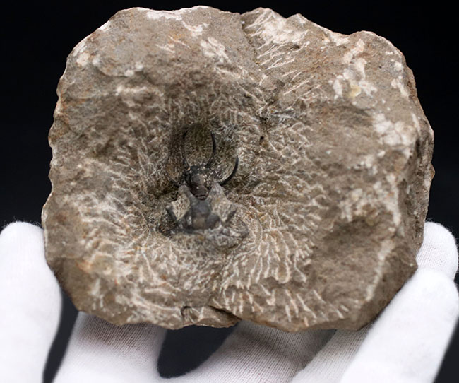 奇々怪々のフォルムで知られるモロッコ産の三葉虫、セラタルゲス(Ceratarges)の化石(その3)