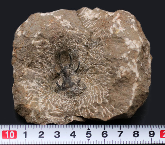 奇々怪々のフォルムで知られるモロッコ産の三葉虫、セラタルゲス（Ceratarges）の化石（その6）