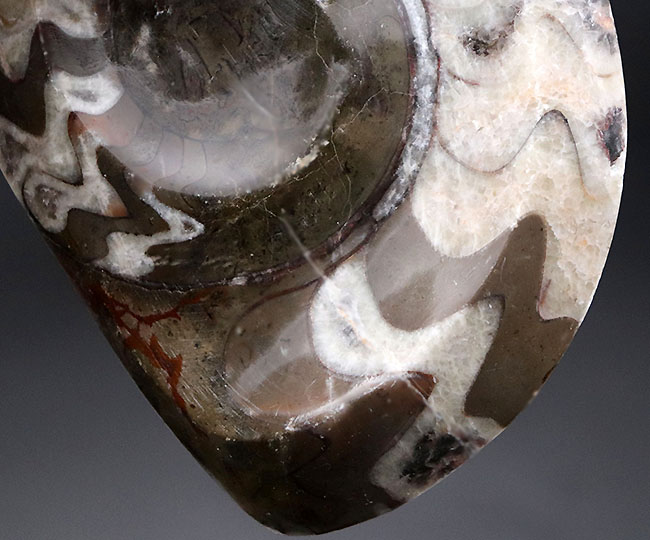 アンモナイトの古い祖先、欧州では調度品やインテリアとしても人気を博しているゴニアタイト（Goniatite）の化石（その4）