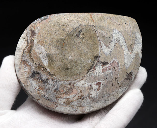 アンモナイトの古い祖先、欧州では調度品やインテリアとしても人気を博しているゴニアタイト（Goniatite）の化石（その5）