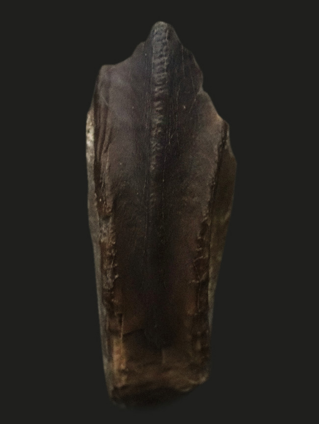 最期の恐竜の一つ!モンタナ州ヘルクリーク層から発見された、希少なエドモントサウルス(Edmontosaurus annectens)の歯化石(その1)