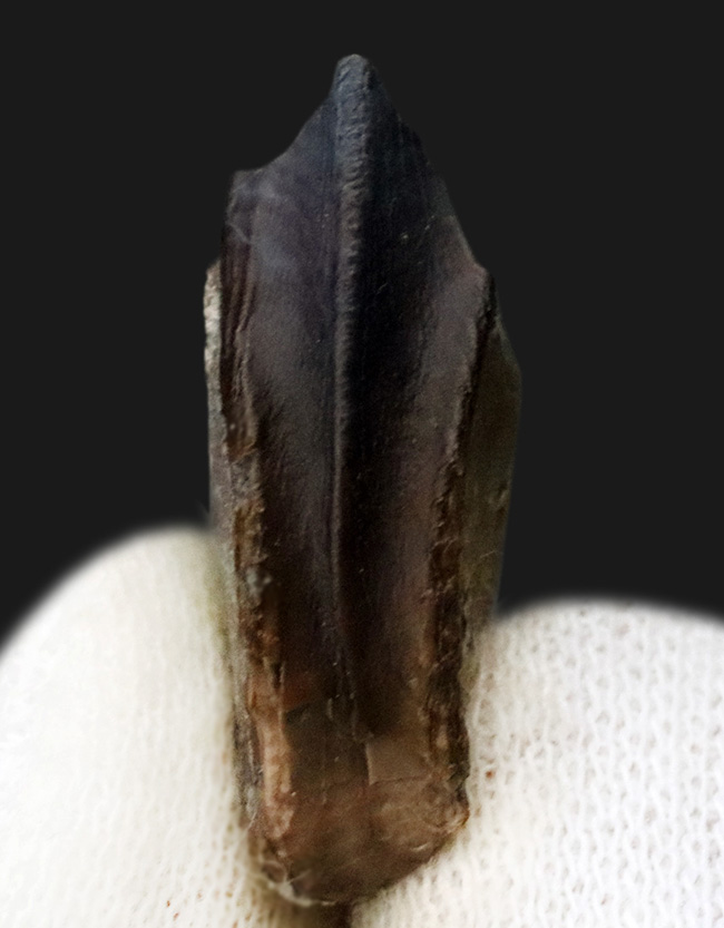 最期の恐竜の一つ!モンタナ州ヘルクリーク層から発見された、希少なエドモントサウルス(Edmontosaurus annectens)の歯化石(その2)