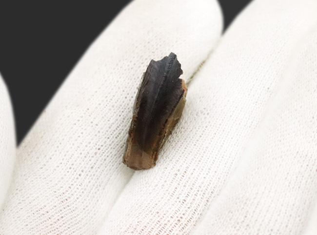 最期の恐竜の一つ！モンタナ州ヘルクリーク層から発見された、希少な