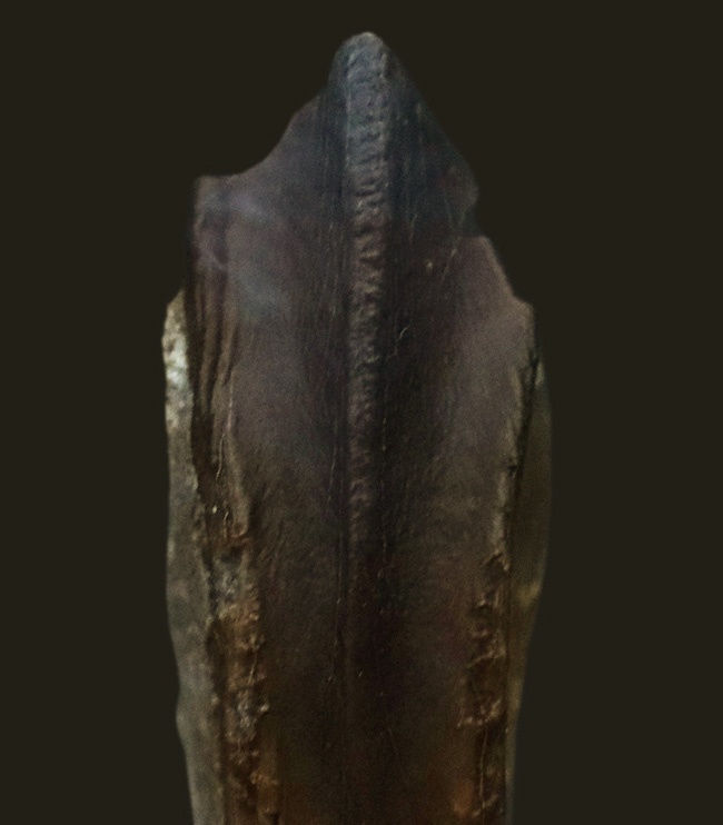 最期の恐竜の一つ!モンタナ州ヘルクリーク層から発見された、希少なエドモントサウルス(Edmontosaurus annectens)の歯化石(その4)