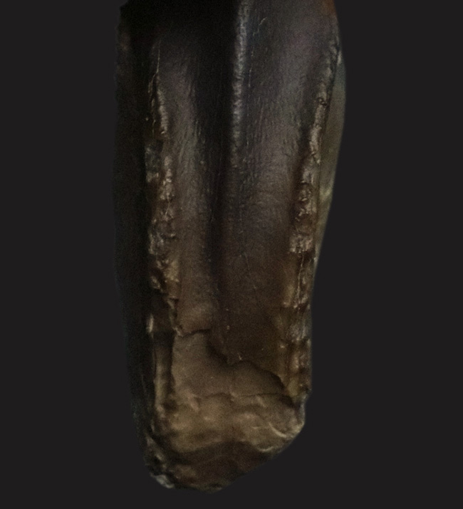 最期の恐竜の一つ！モンタナ州ヘルクリーク層から発見された、希少な