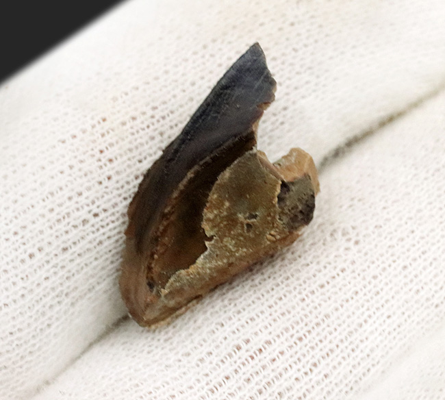 最期の恐竜の一つ!モンタナ州ヘルクリーク層から発見された、希少なエドモントサウルス(Edmontosaurus annectens)の歯化石(その7)
