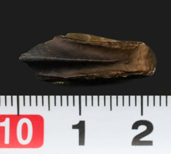 最期の恐竜の一つ！モンタナ州ヘルクリーク層から発見された、希少な