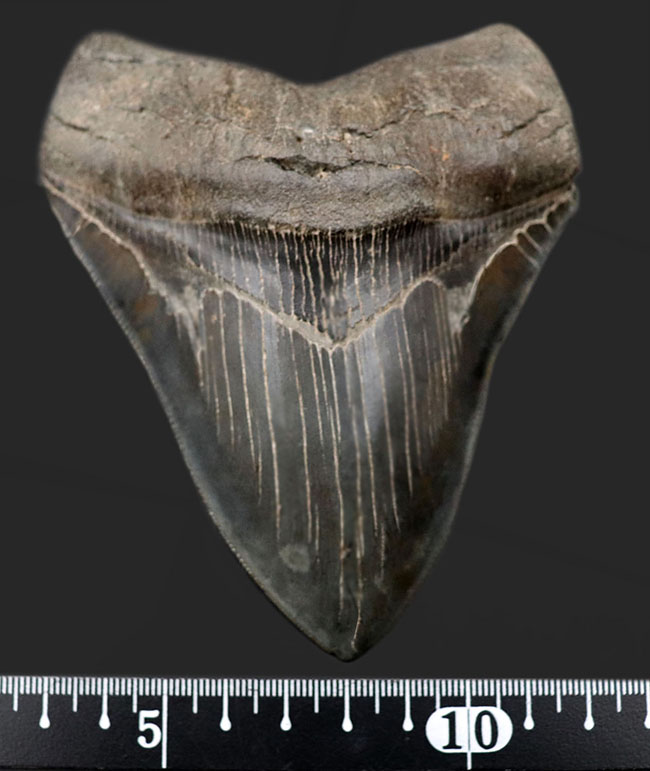 凄まじいセレーション、美しいエナメル質、コレクター垂涎のメガロドン（Carcharodon megalodon）の歯化石（その12）