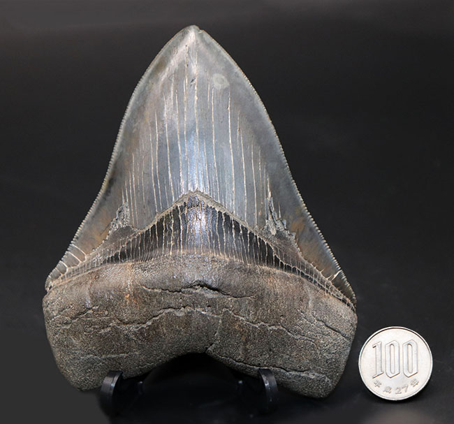 凄まじいセレーション、美しいエナメル質、コレクター垂涎のメガロドン（Carcharodon megalodon）の歯化石（その13）