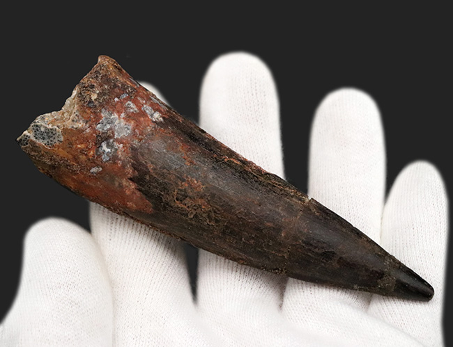 巨大　スピノサウルス歯の化石　21センチ これぞ真の巨大歯、モンスターサイズ、それでいて良形という最