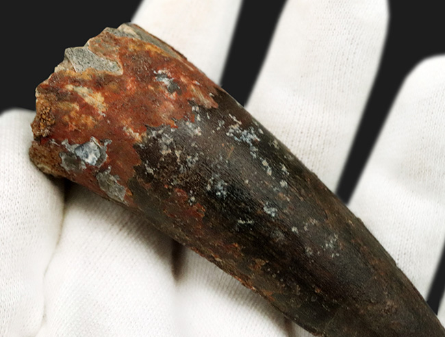 歯形の水晶石（巨人の歯） 間違いない！良形、シンメトリー、美しさ、サイズ、保存状態